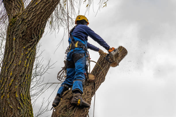 Best Emergency Tree Service  in Covington, KY